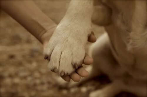 Dog paw resting on human hand